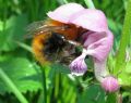 Bombus pascuorum